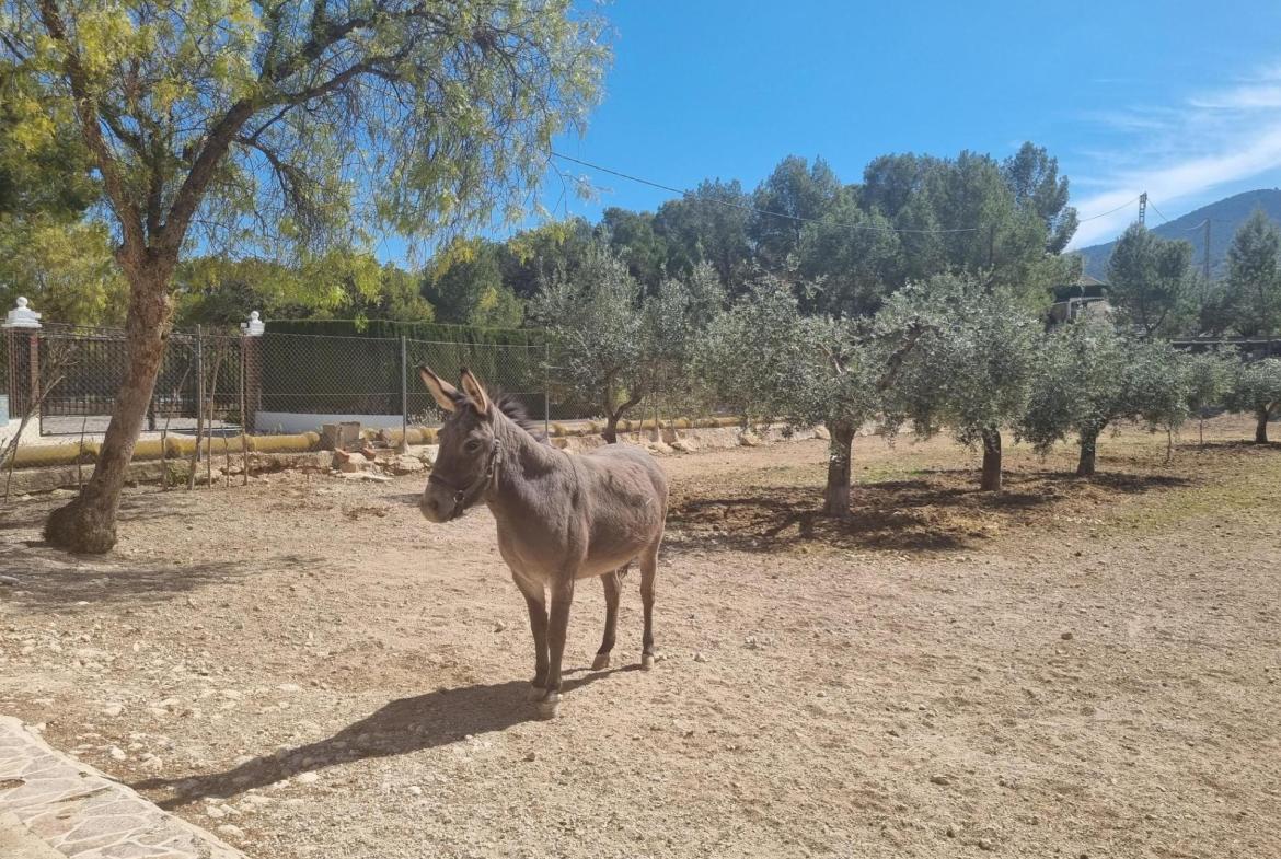 Country house with 6 bedrooms and 2 bathrooms in HONDON DE LAS NIEVES | Ref: SCH-4756