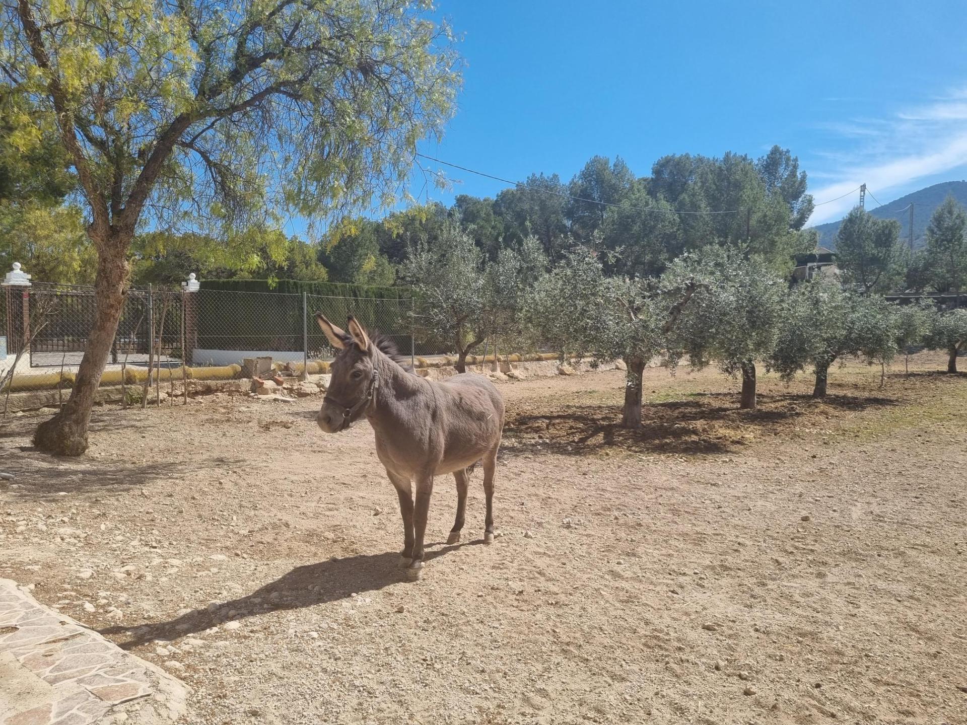 Country house with 6 bedrooms and 2 bathrooms in HONDON DE LAS NIEVES | Ref: SCH-4756