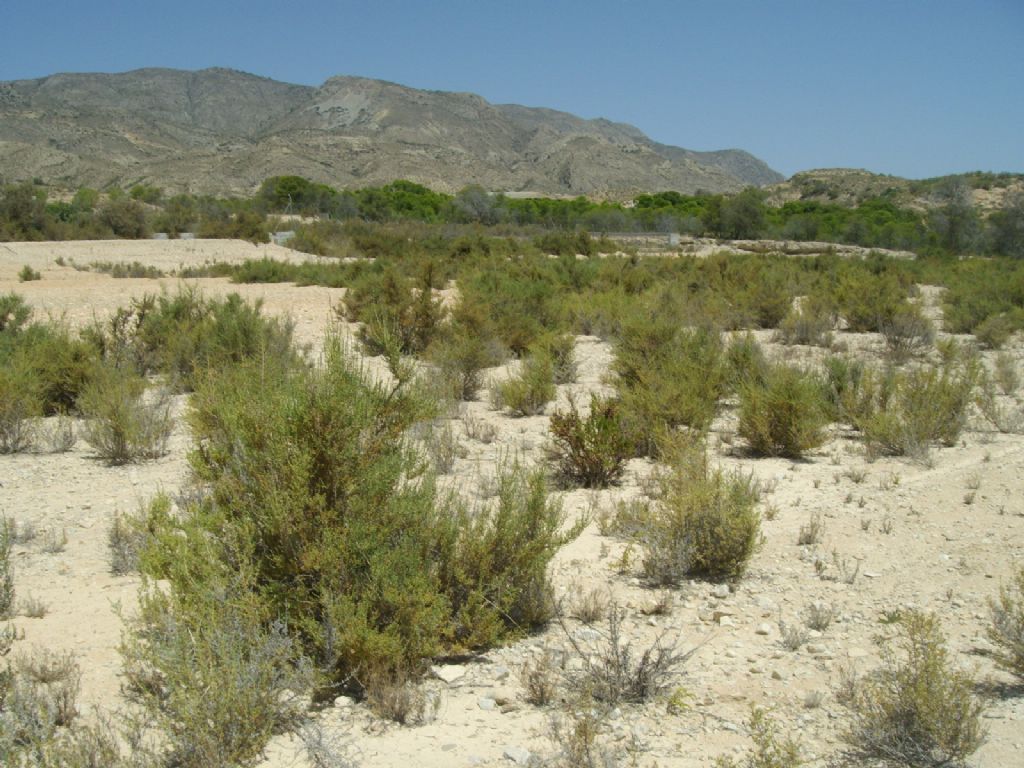 Plot in CREVILLENTE