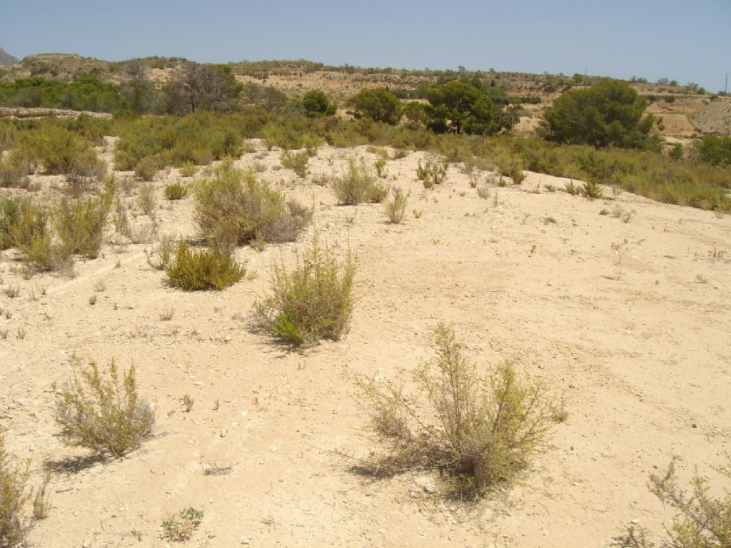 Plot in CREVILLENTE