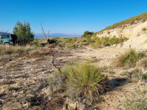 Plot in MACISVENDA