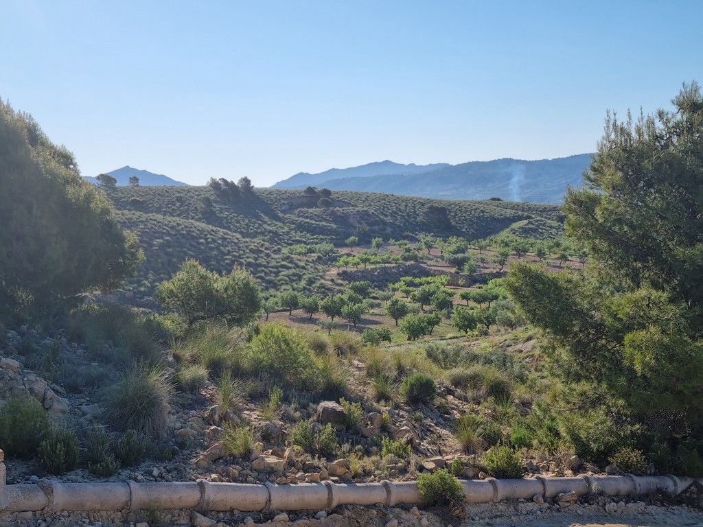 Plot in MACISVENDA