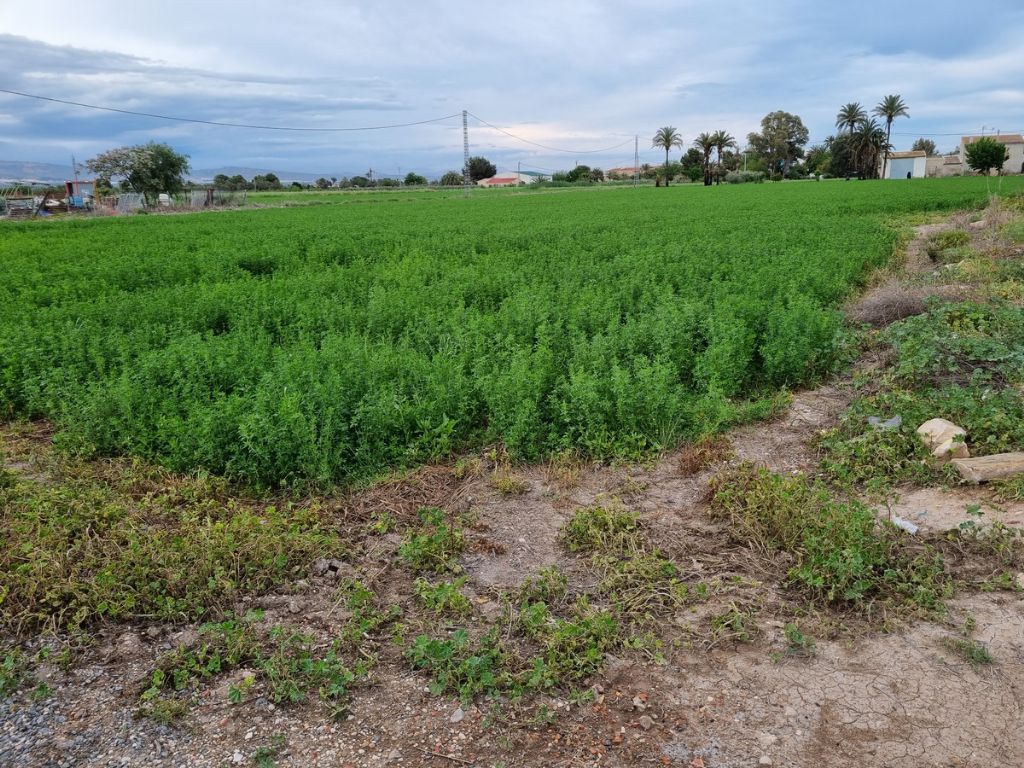 Plot in CATRAL