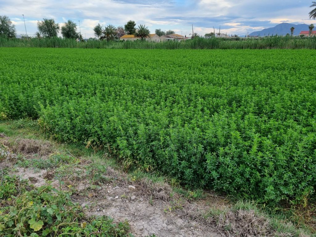 Plot in CATRAL