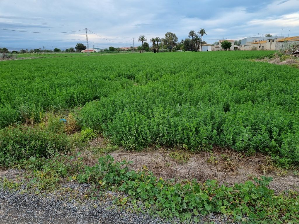 Plot in CATRAL