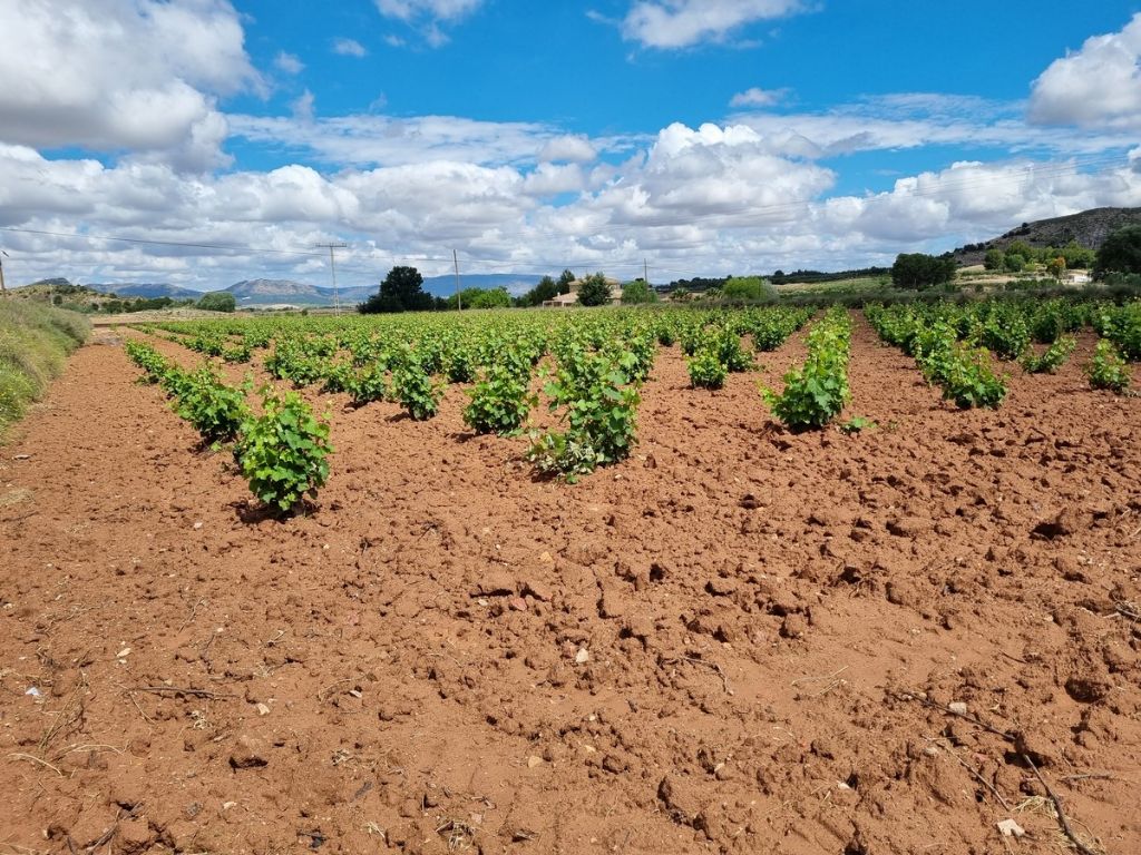 Plot in VILLENA