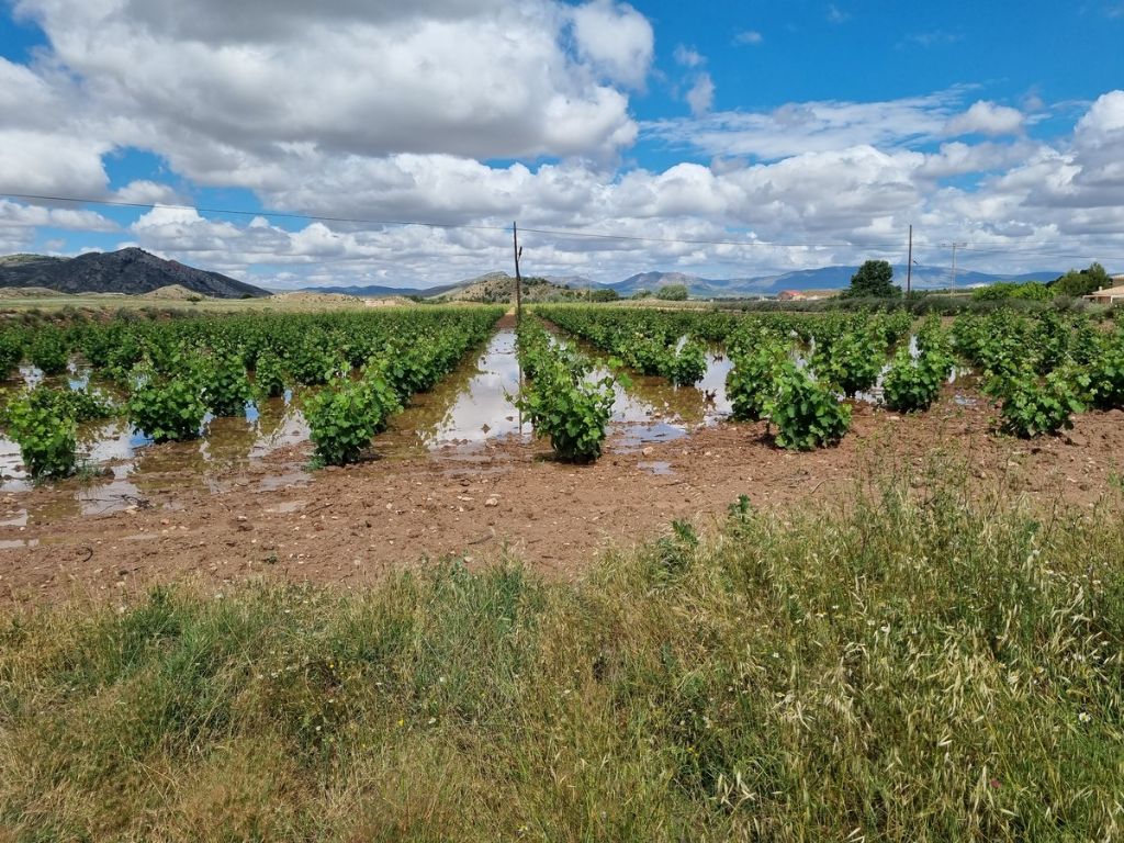 Plot in VILLENA
