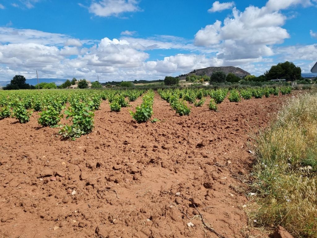 Plot in VILLENA