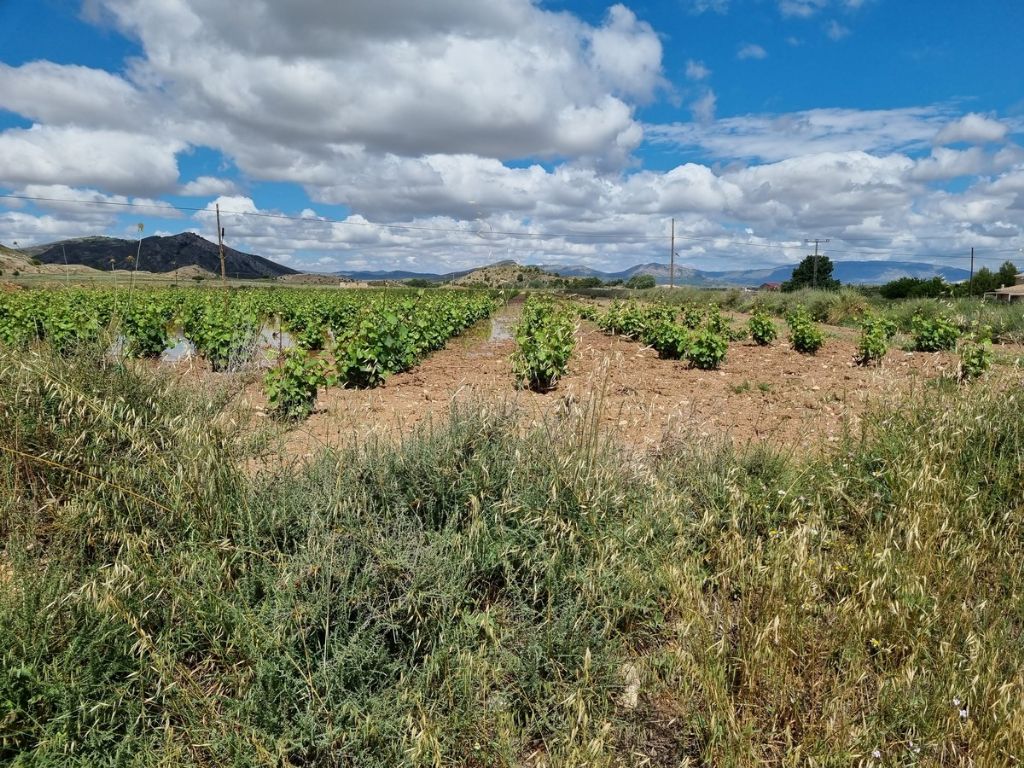 Plot in VILLENA
